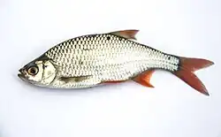 Список рыб и круглоротых, занесённых в Красную книгу Туркменистана28 августа 2018