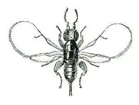 Самка Blastophaga psenes