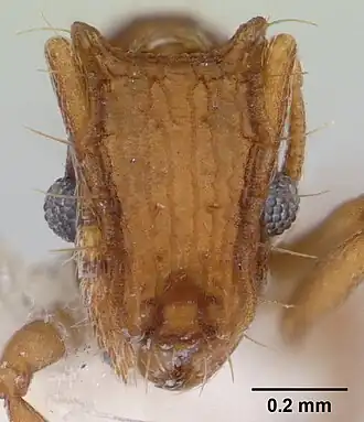 Голова муравья Blepharidatta brasiliensis