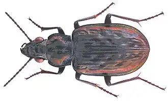 Blethisa multipunctata