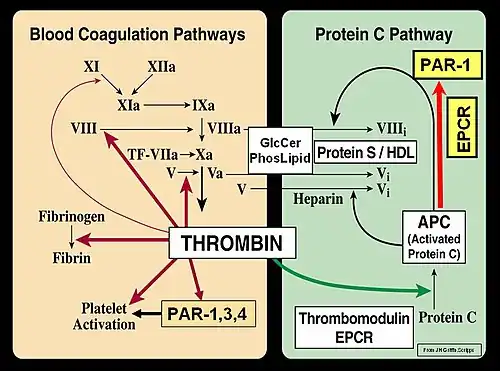 Свёртывание крови: тромбиновый путь и путь протеина C (по Джону Гриффину).