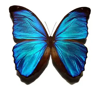 Морфо менелай (Morpho menelaus)
