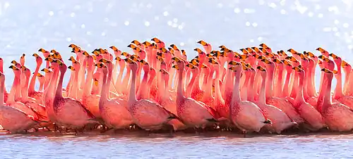 Брачный танец