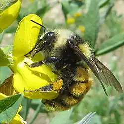 Шмель Bombus appositus на цветке
