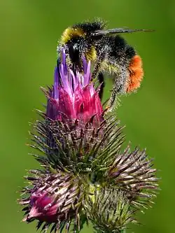 Репей-чертополох (Carduus crispus)
