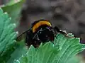 Bombus lucorum, Mainz, ФРГ
