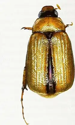 Gynaecoserica aniniensis