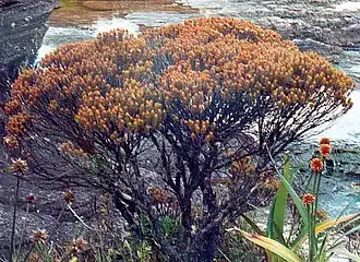 Bonnetia roraimae. Общий вид растения.