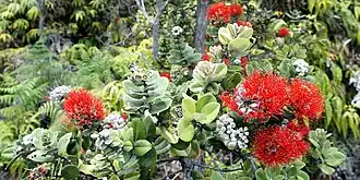 ʻōhiʻa lehua