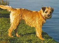 Бордер терьер