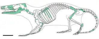 Скелет Borealestes serendipitous