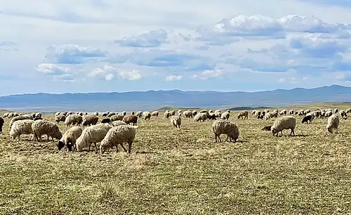 Солончаковые пастбища Боргойских степей славятся на всю Россию вкуснейшим мясом — бараниной