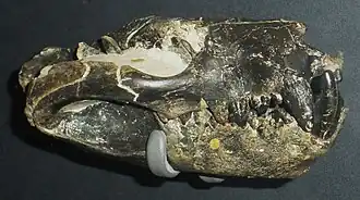 Череп Borhyaena tuberata