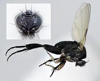 Borophaga incrassata