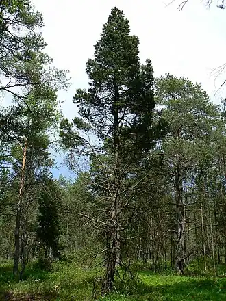 Сосна стланиковая европейская