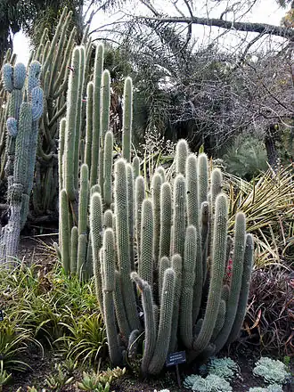 Borzicactus sepium