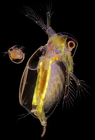 Sida crystallina (справа) и Bosmina (слева)