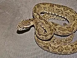 Венесуэльский ботропс