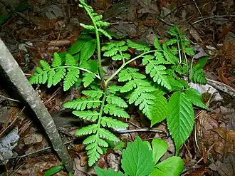 Общий вид растения