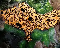 Botryllus schlosseri