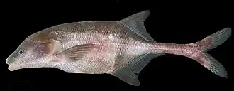 Boulengeromyrus knoepffleri