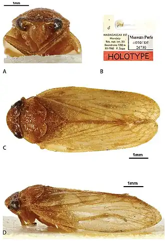 Bourgoinrana beondrokaensis
