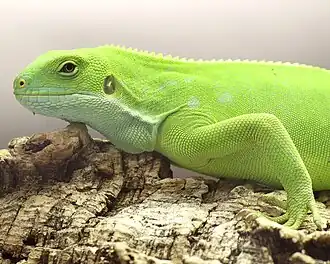 Полосатая фиджийская игуана (Brachylophus fasciatus)
