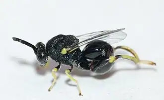 Наездник Brachymeria sp.