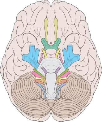Черепные нервы
