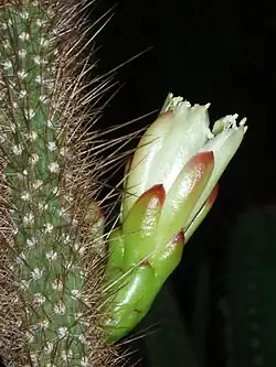 Brasilicereus markgrafii