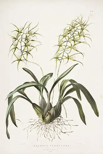 Brassia verrucosa ботаническая иллюстрация из "The Orchidaceae of Mexico and Guatemala", pl. XXII