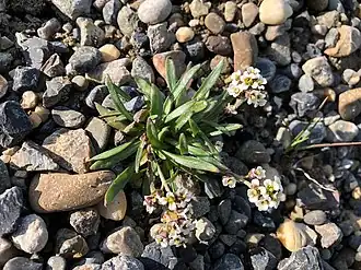 Брайя багрянистая (Braya purpurascens)