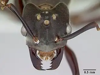 Муравей Bregmatomyrma carnosa