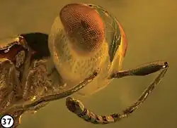 Brevivulva electroma — наездник (Hymenoptera, Eupelmidae)