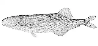 Brienomyrus brachyistius