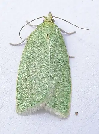 Листовёртка зелёная дубовая (Tortrix viridana)