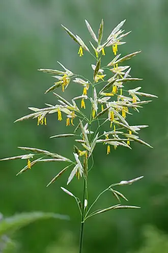 Костёр (Bromus inermis)