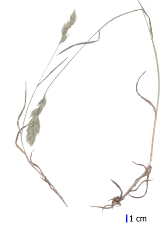 Костёр мягкий4 апреля 2016