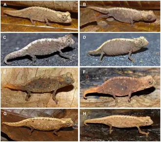 (A) самец и (B) самка Brookesia tristis; (C) самец и (D) самка Brookesia confidens; (E) самец и (F) самка Brookesia micra; (G) самец и (H) самка Brookesia desperata