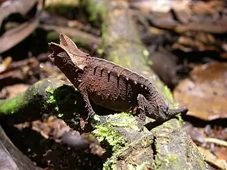 Brookesia superciliaris в Национальном парке Раномафана.