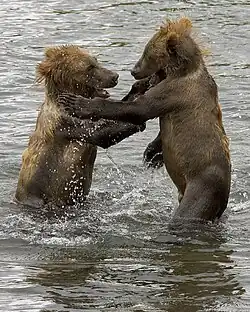 Играющие медвежата