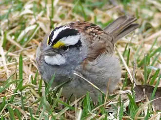 Белошейная зонотрихия