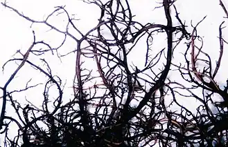 Бриория двуцветная