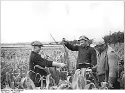 Оценка кукурузы, 1955 год