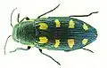 Buprestis octoguttata