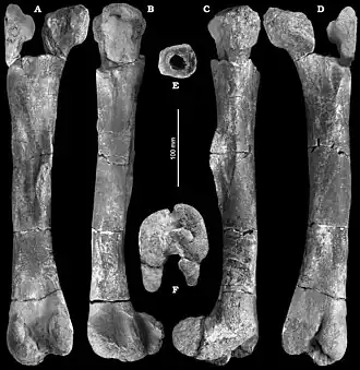 Бедренная кость