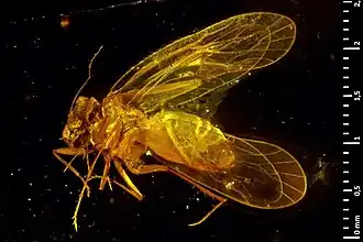 Burmacompsocus perreaui