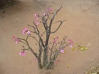 Адениум многоцветковый (Adenium multiflorum)