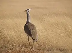 Добро пожаловать в проект Намибия!