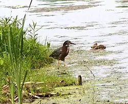 Американская зелёная кваква на охоте